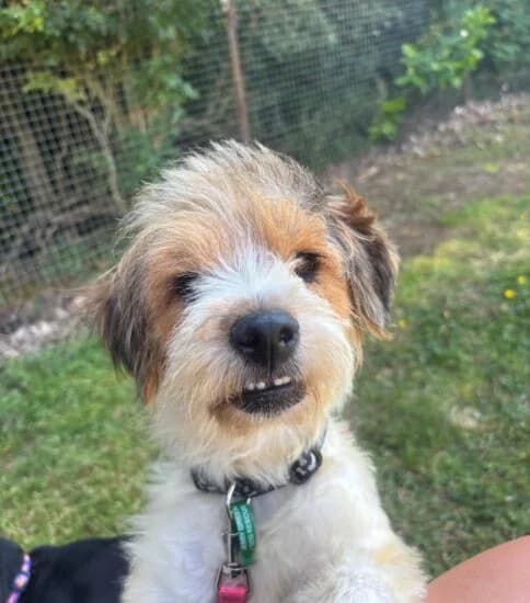 Orchid, female young mixed breed for adoption at Jerry Green Dog Rescue, Lincoln