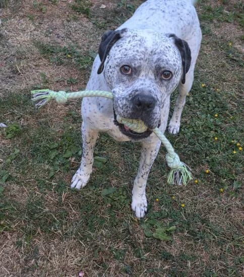 Oreo, Mixed Breed (Jerry Green Dog Rescue)