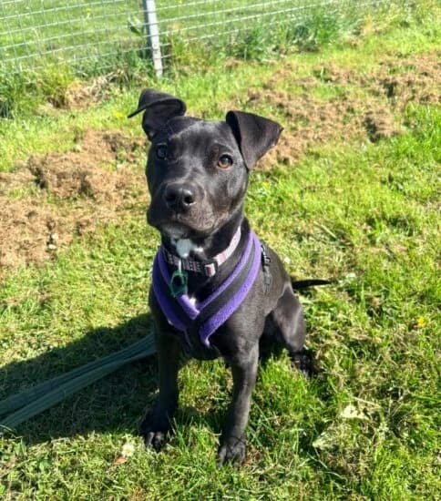 Hi, I'm Paisley, female puppy Mixed Breed for adoption at Jerry Green Dog Rescue, Lincoln