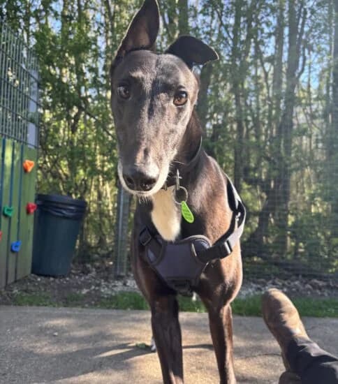 Hi, I'm Patrick, male 5yo Mixed Breed for adoption at Jerry Green Dog Rescue, Lincoln