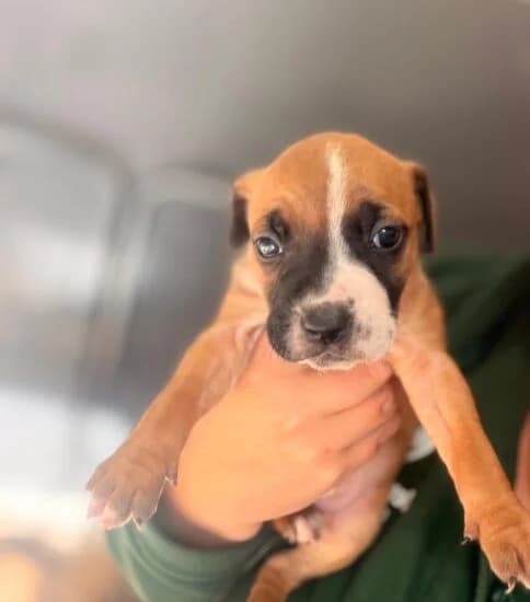 Peahen, female puppy Mixed Breed for adoption at Jerry Green Dog Rescue, Lincoln