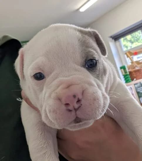 Pear, female puppy Mixed Breed for adoption at Jerry Green Dog Rescue, Lincoln