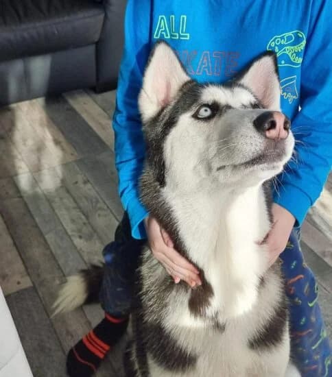 Hi, I'm Pepsi, female 4yo Mixed Breed for adoption at Jerry Green Dog Rescue, Lincoln