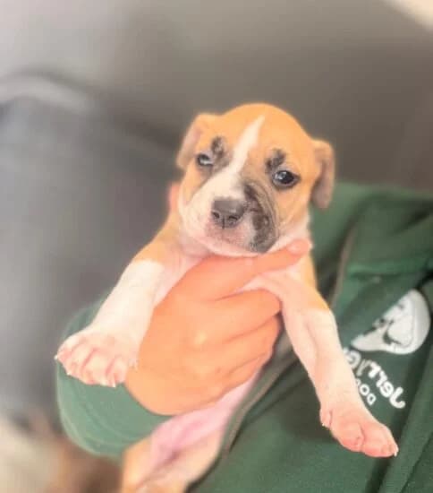 Pigeon, female puppy Mixed Breed for adoption at Jerry Green Dog Rescue, Lincoln