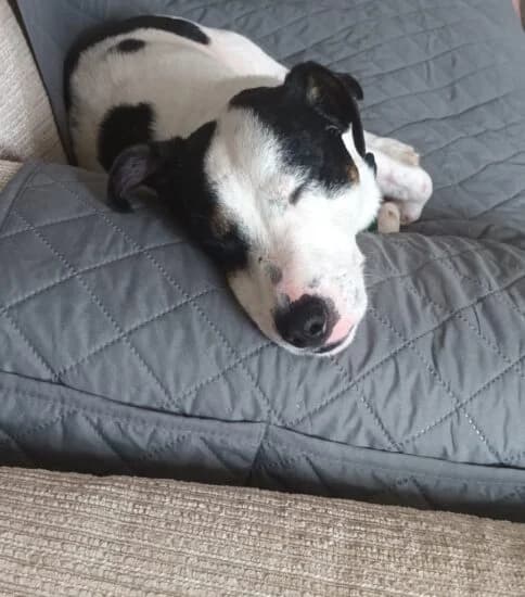 Prince, male 3yo Mixed Breed for adoption at Jerry Green Dog Rescue, Lincoln
