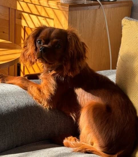 Hi, I'm Ralph, male puppy Mixed Breed for adoption at Jerry Green Dog Rescue, Lincoln