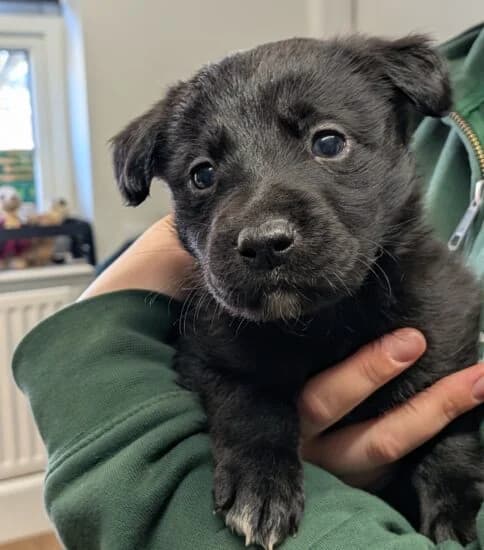 Hi, I'm Remi, male puppy Mixed Breed for adoption at Jerry Green Dog Rescue, Lincoln
