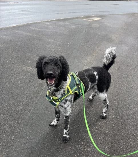 Rocky, male 3yo Mixed Breed for adoption at Jerry Green Dog Rescue, Lincoln