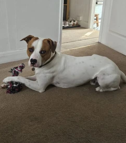 Roco, male puppy Mixed Breed for adoption at Jerry Green Dog Rescue, Lincoln