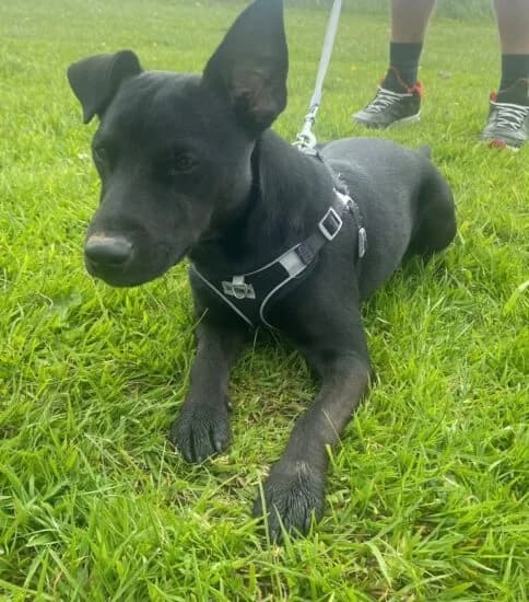 Ronnie, male young Mixed Breed for adoption at Jerry Green Dog Rescue, Lincoln