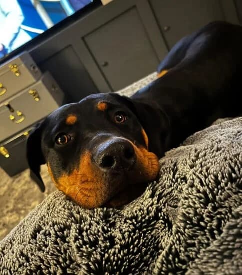 Sadie, female 4yo Mixed Breed for adoption at Jerry Green Dog Rescue, Lincoln