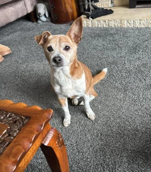 Scooby, male senior Mixed Breed for adoption at Jerry Green Dog Rescue, Lincoln