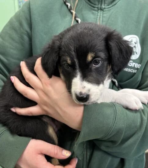 Hi, I'm Shaun, male puppy Mixed Breed for adoption at Jerry Green Dog Rescue, Lincoln
