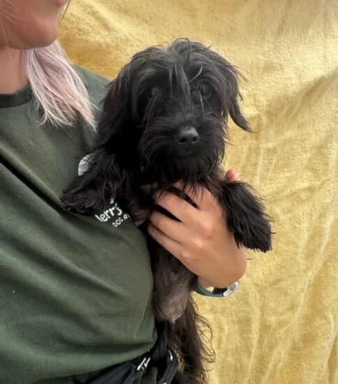 Spaghetti, male puppy Mixed Breed for adoption at Jerry Green Dog Rescue, Lincoln