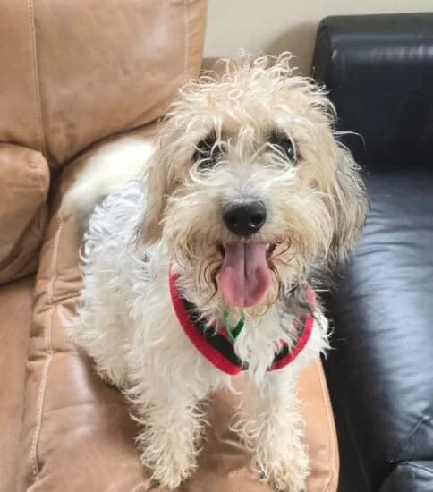 Stella, female young Mixed Breed for adoption at Jerry Green Dog Rescue, Lincoln