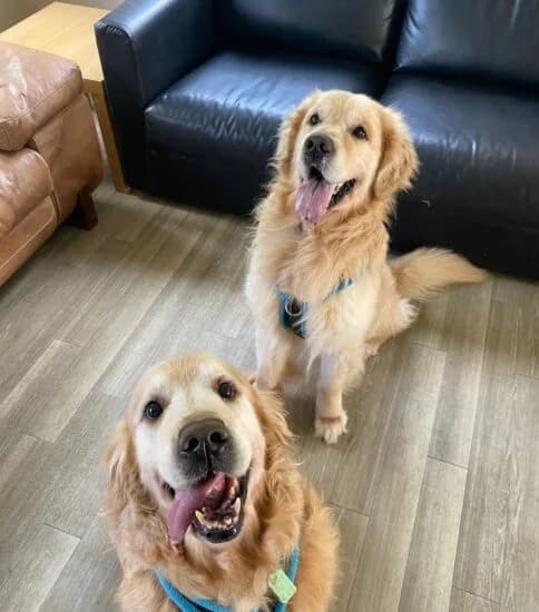 Toby and Logan, male 7yo Mixed Breed for adoption at Jerry Green Dog Rescue, Lincoln