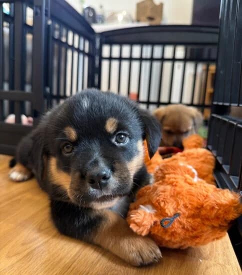 Twix, male puppy Mixed Breed for adoption at Jerry Green Dog Rescue, Lincoln