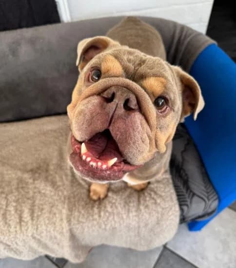 Wedge, male 4yo Mixed Breed for adoption at Jerry Green Dog Rescue, Lincoln