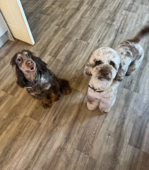 Woody & Penny, male young Mixed Breed for adoption at Jerry Green Dog Rescue, Lincoln