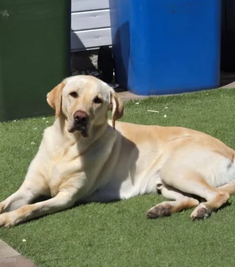Zeus, male 6yo Mixed Breed for adoption at Jerry Green Dog Rescue, Lincoln