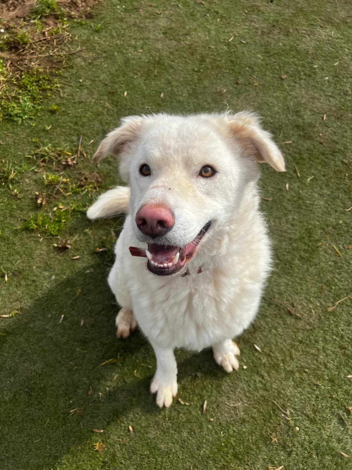 Juke, male Mixed Breed for adoption at Just For Dogs (East Midlands)