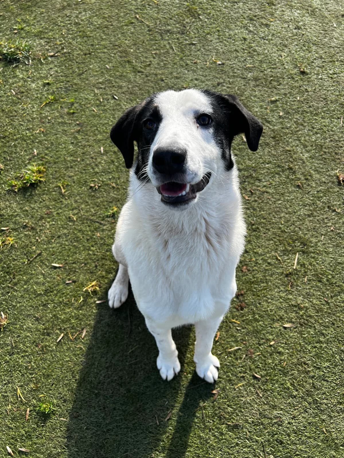 Reggie, male young Mixed Breed for adoption at Just For Dogs (East Midlands)