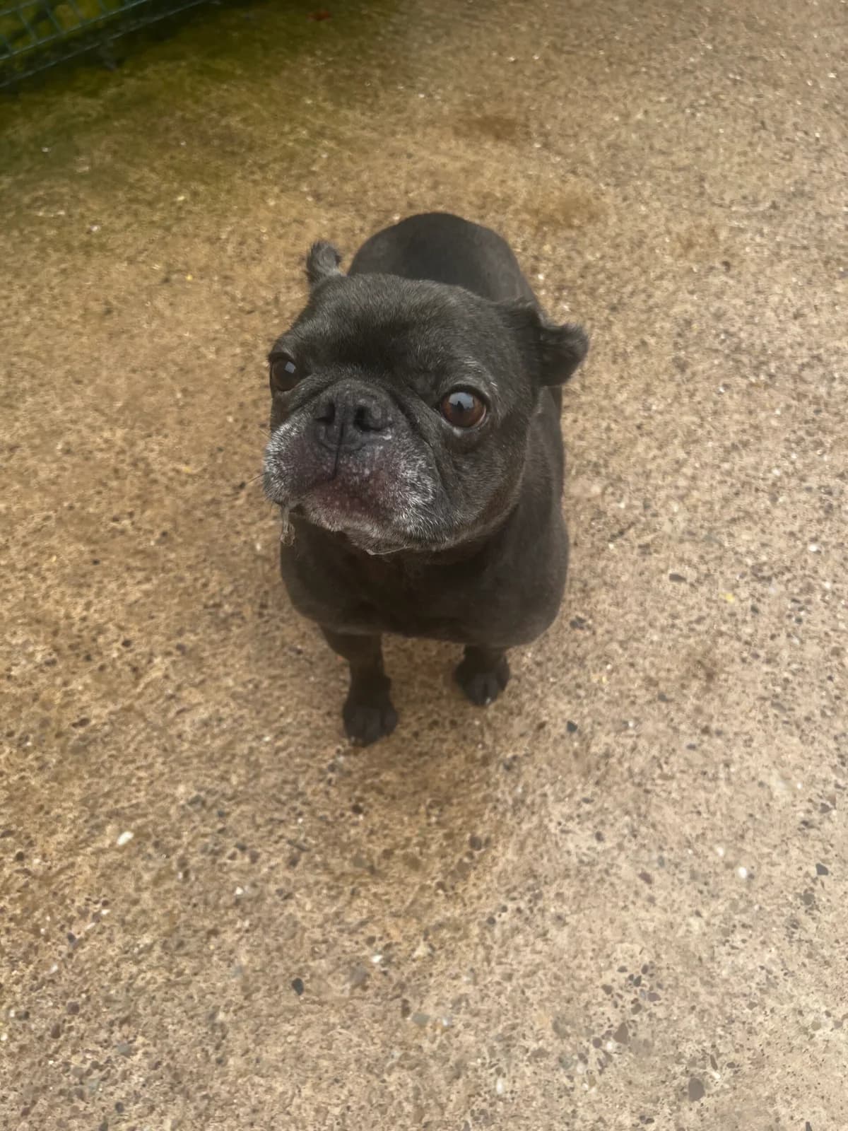 Stitch, male English Bulldog for adoption at Just For Dogs (East Midlands)