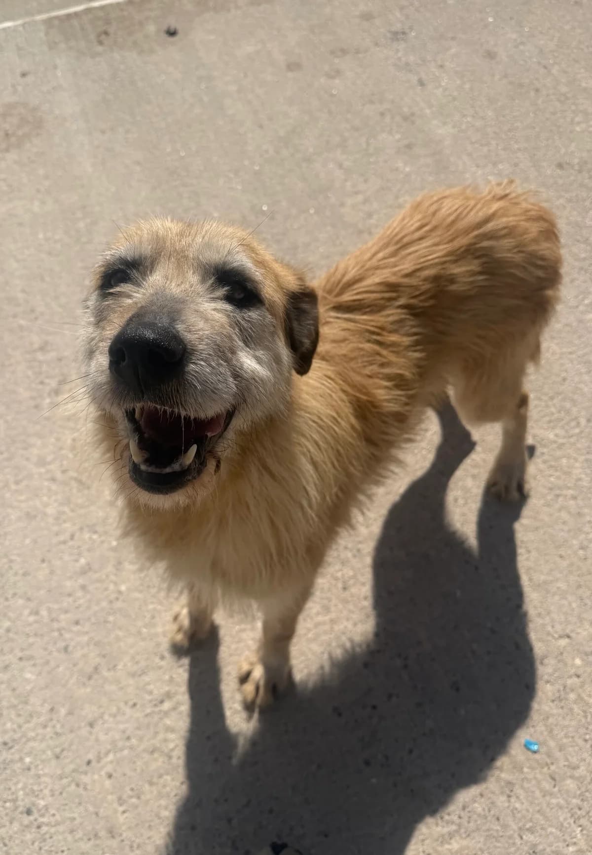 Apolo, male 6yo Mixed Breed for adoption at Just For Dogs (East Midlands)