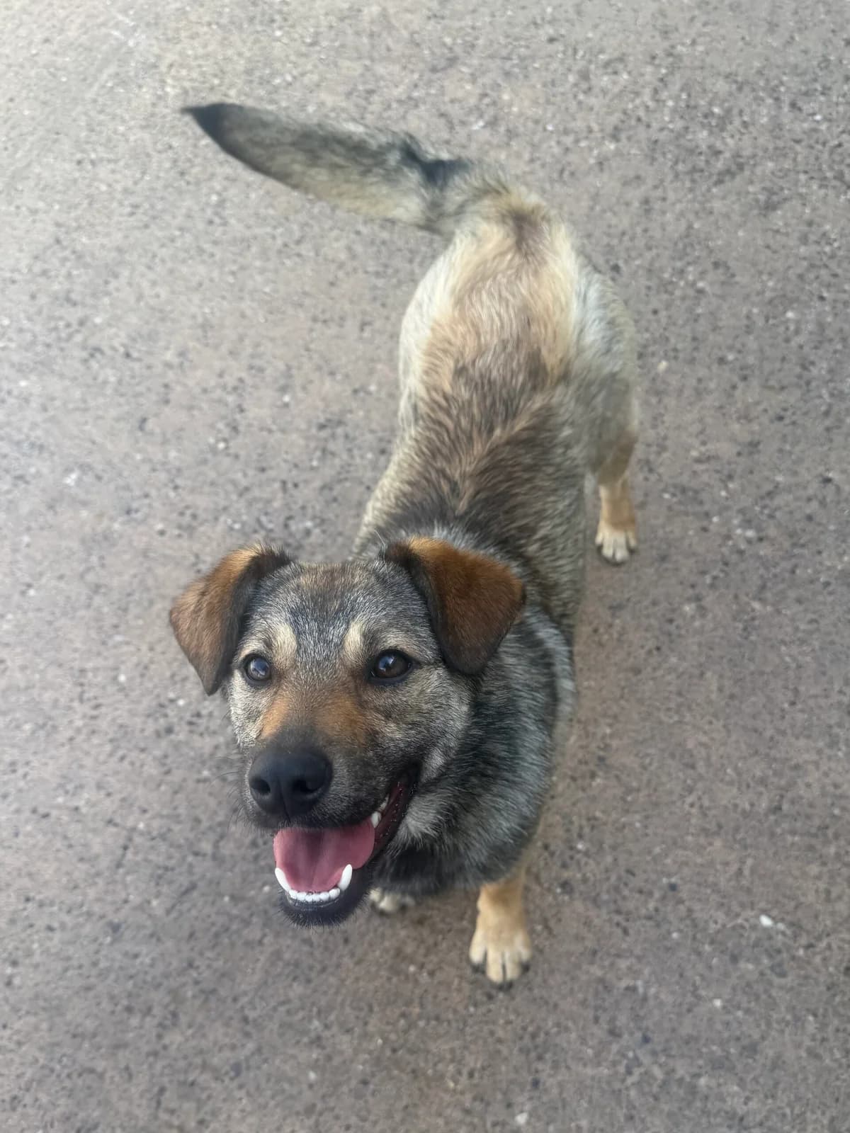 Max, male young Mixed Breed for adoption at Just For Dogs (East Midlands)