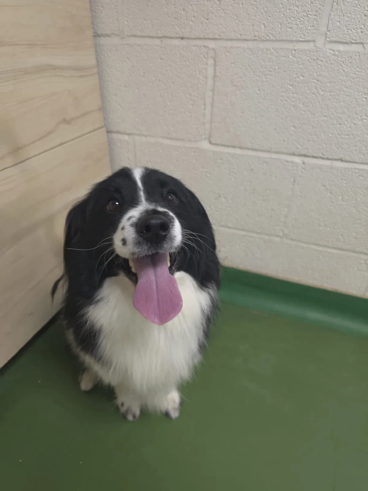 Pudding, male 3yo Mixed Breed for adoption at Just For Dogs (East Midlands)