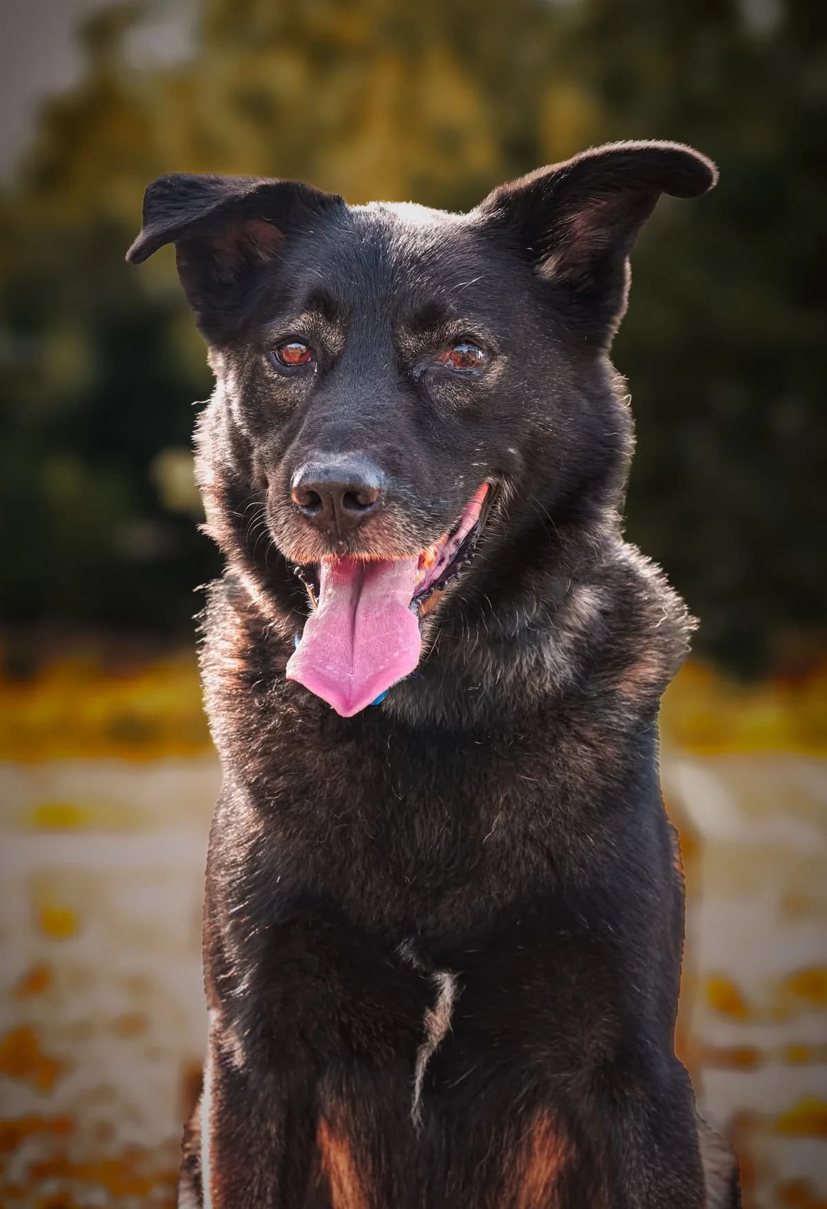 Lance, male Mixed Breed for adoption at Just For Dogs (East Midlands)