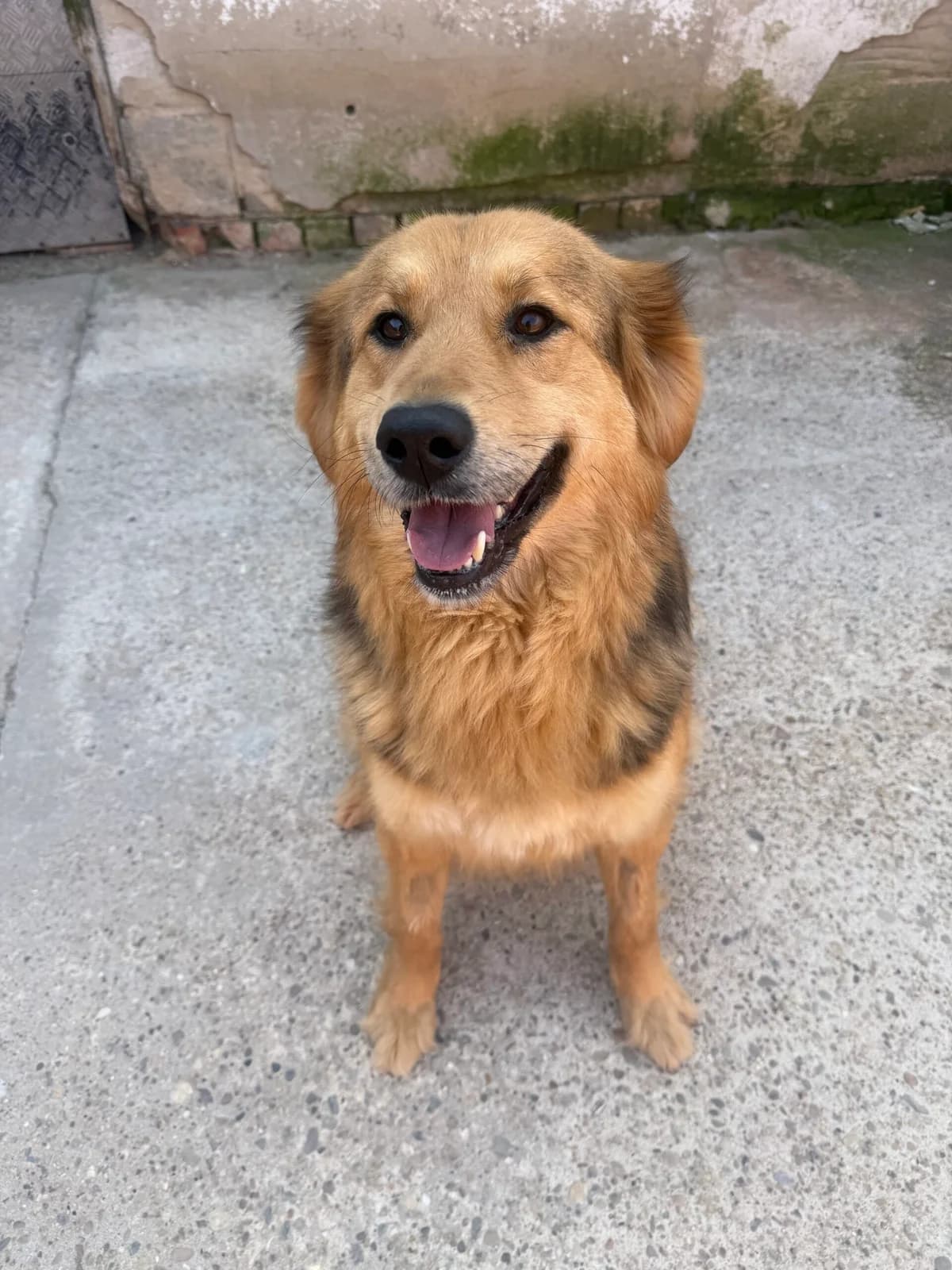Lily, female senior Mixed Breed for adoption at Just For Dogs (East Midlands)