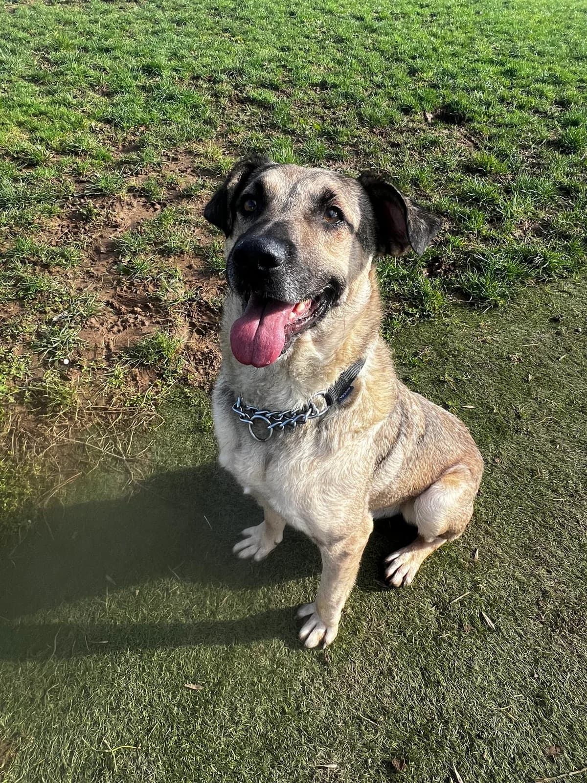 Mickey, male 5yo mixed breed for adoption at Just For Dogs (East Midlands)