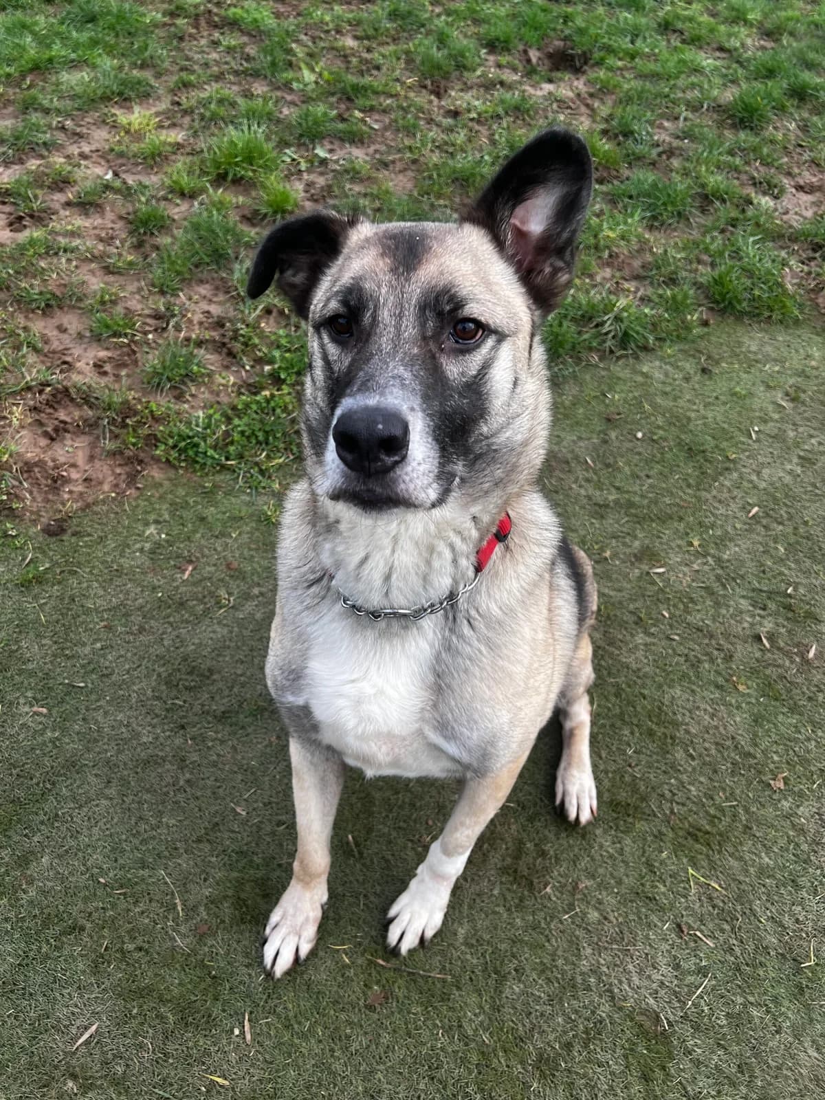 Fonzi, male 6yo Mixed Breed for adoption at Just For Dogs (East Midlands)