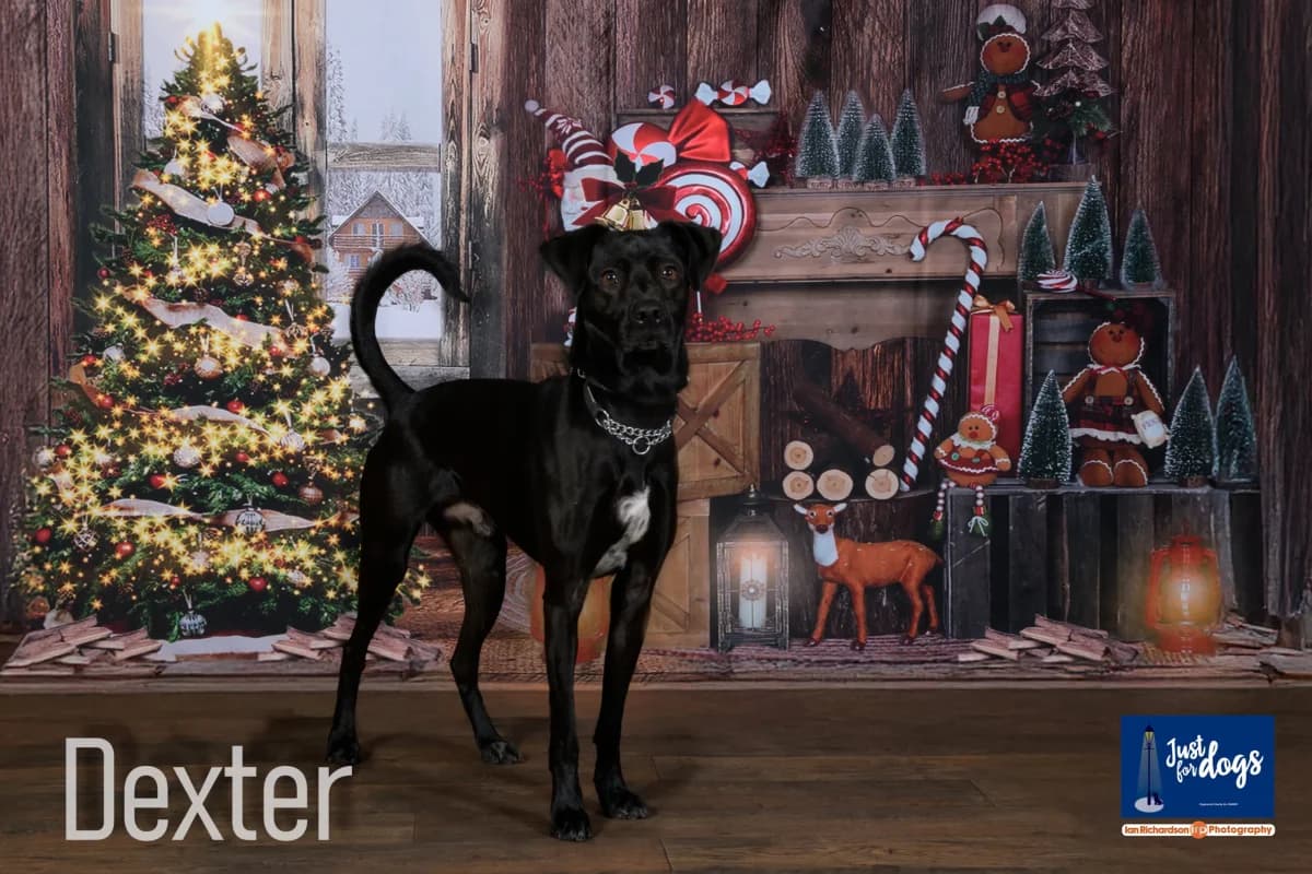 Dexter, male 4yo Mixed Breed for adoption at Just For Dogs (East Midlands)