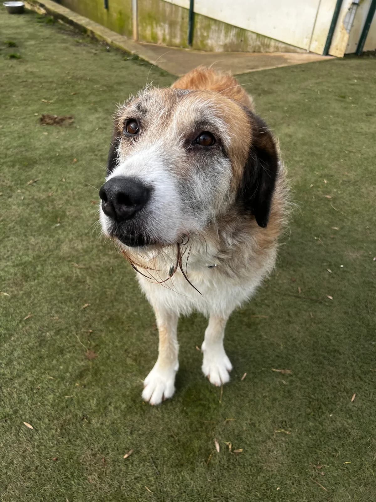 Amber, female 5yo Mixed Breed for adoption at Just For Dogs (East Midlands)