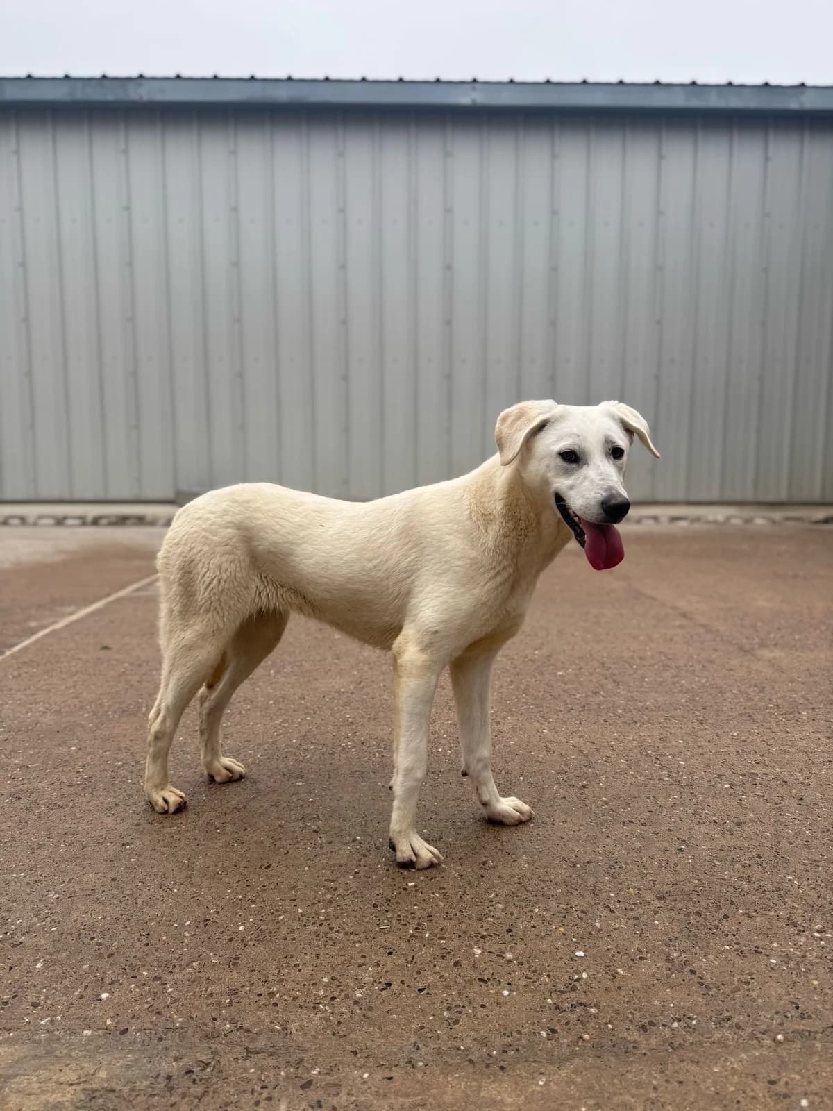 Theodora, female young Mixed Breed for adoption at Just For Dogs (East Midlands)