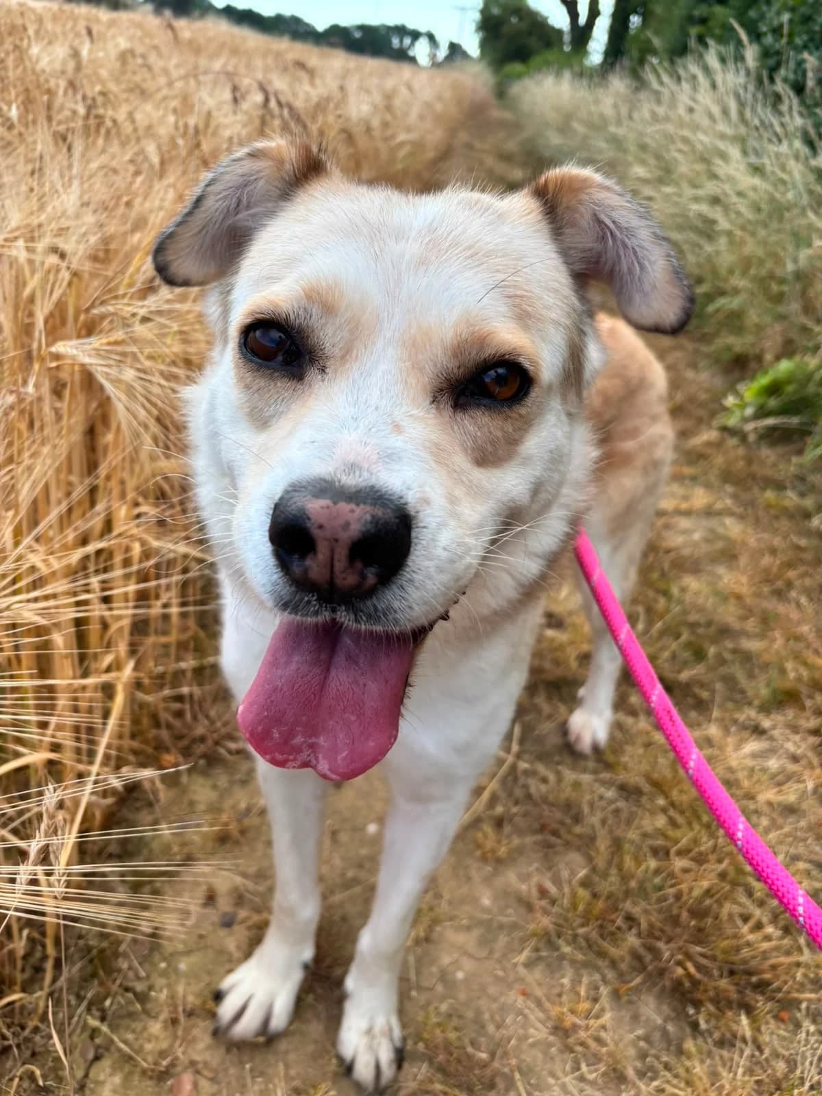 Laika, female senior Mixed Breed for adoption at Just for Dogs (East Midlands)