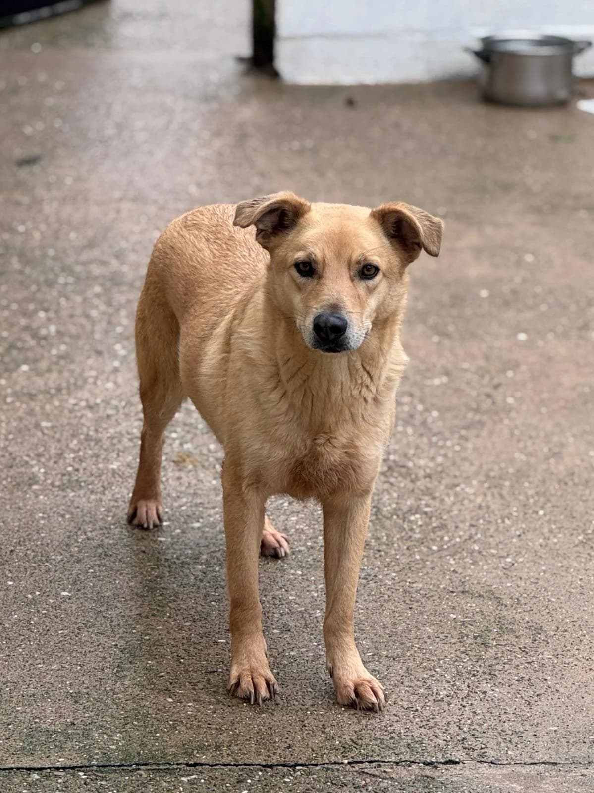 Nico, male Mixed Breed for adoption at Just for Dogs (East Midlands)