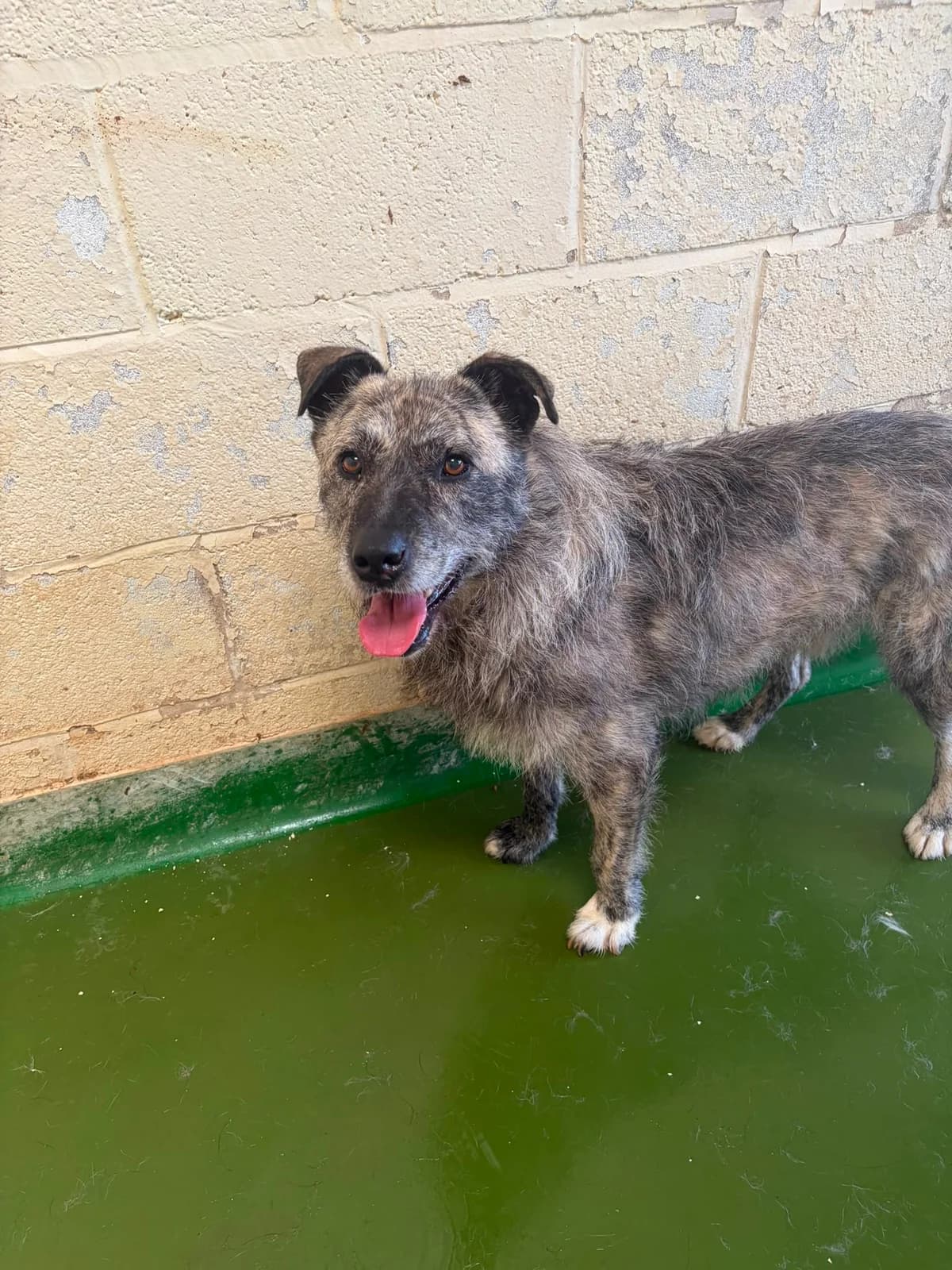 Odin, male senior Mixed Breed for adoption at Just for Dogs (East Midlands)