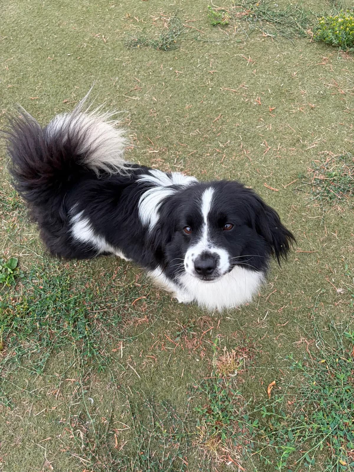 Pudding, male 3yo Mixed Breed for adoption at Just for Dogs (East Midlands)