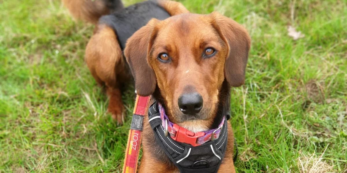 Ariel, female 5yo Mixed Breed for adoption at K9 Rescue, Crymych