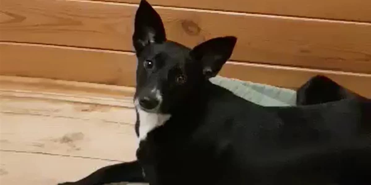 Elf, female puppy Mixed Breed for adoption at K9 Rescue, Crymych