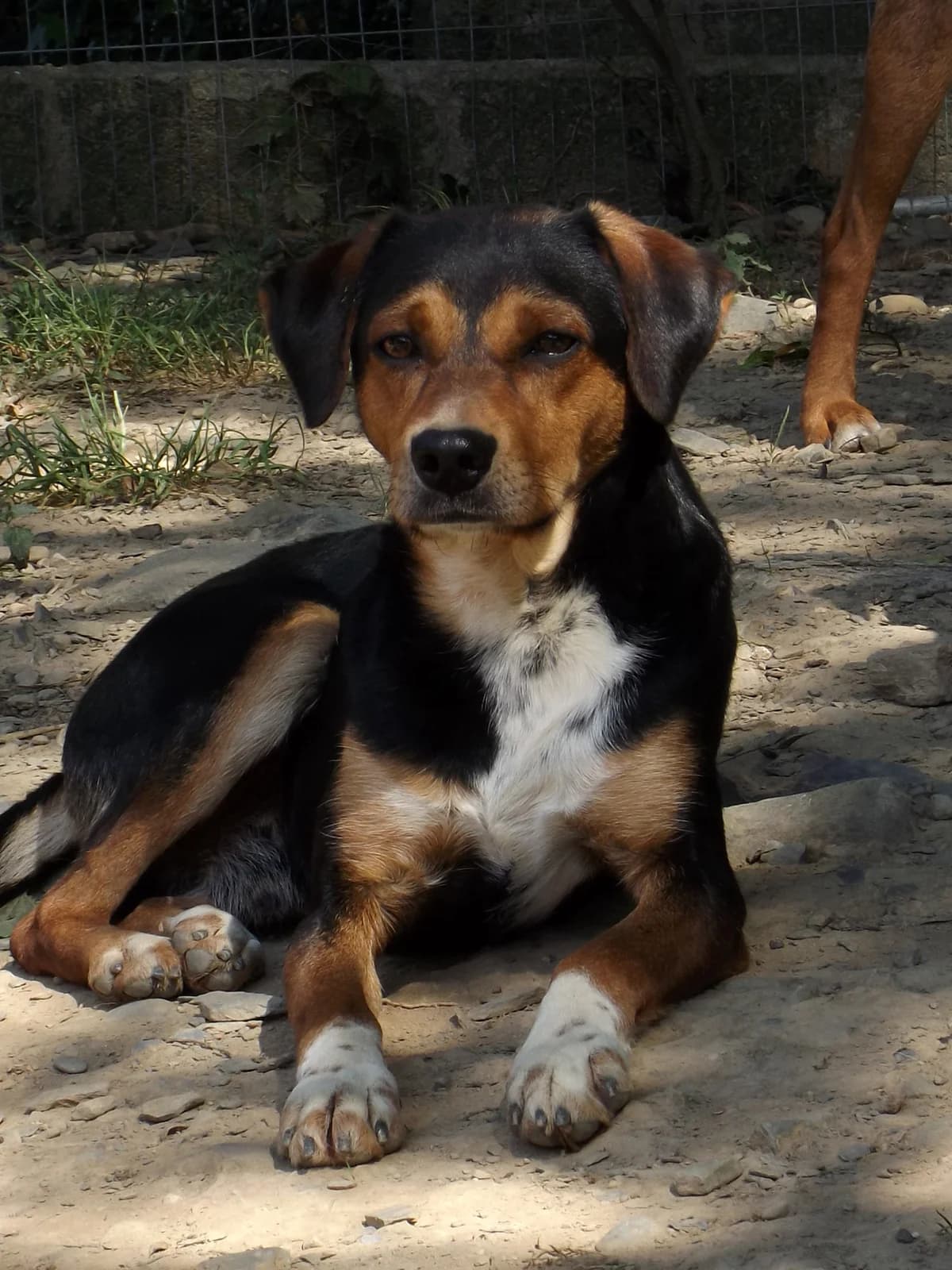 Eric, male 6yo Mixed Breed for adoption at K9 Rescue, Crymych