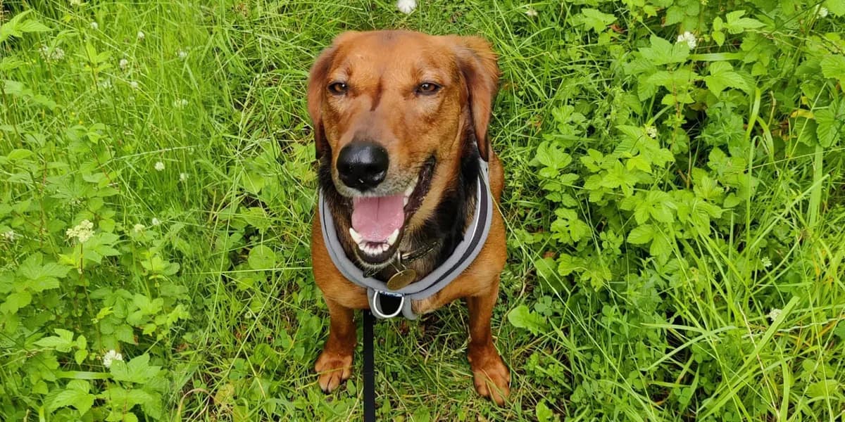 Jia, female 7yo Mixed Breed for adoption at K9 Rescue, Crymych