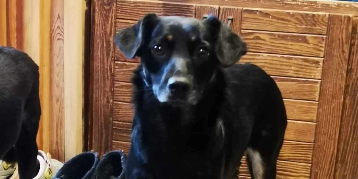 Tia, female young Mixed Breed for adoption at K9 Rescue, Crymych
