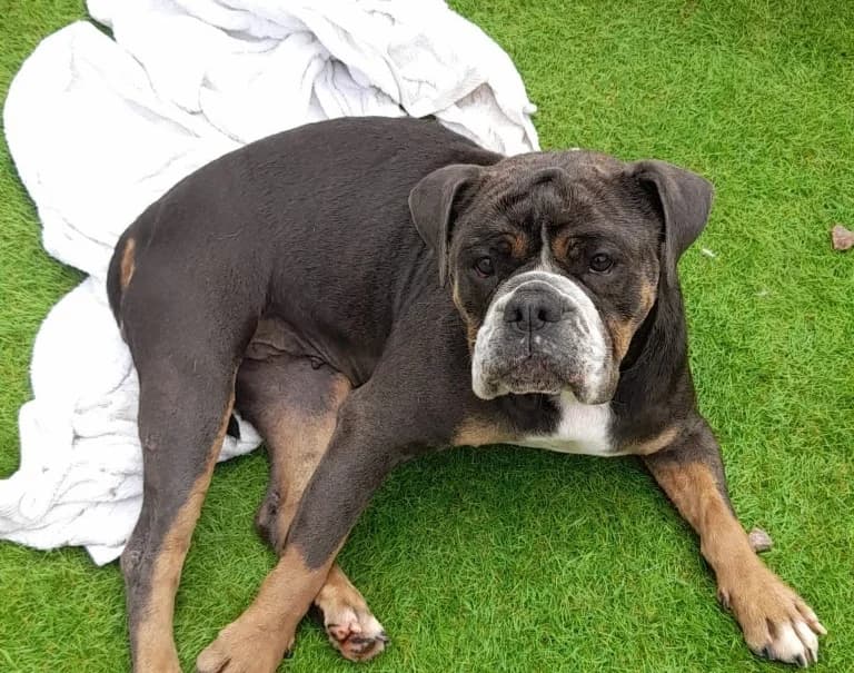 Narla, female senior English Bulldog for adoption at Keith
