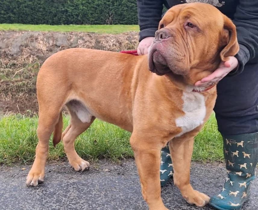 Douglas, male mixed breed for adoption at Keith