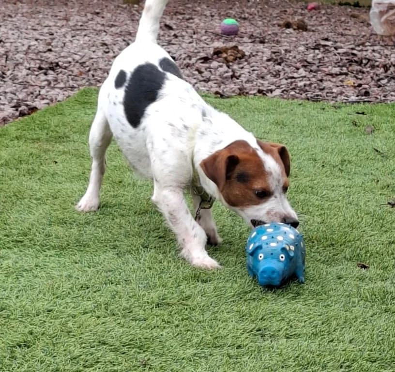 Scotty, male Jack Russell Terrier for adoption at Keith