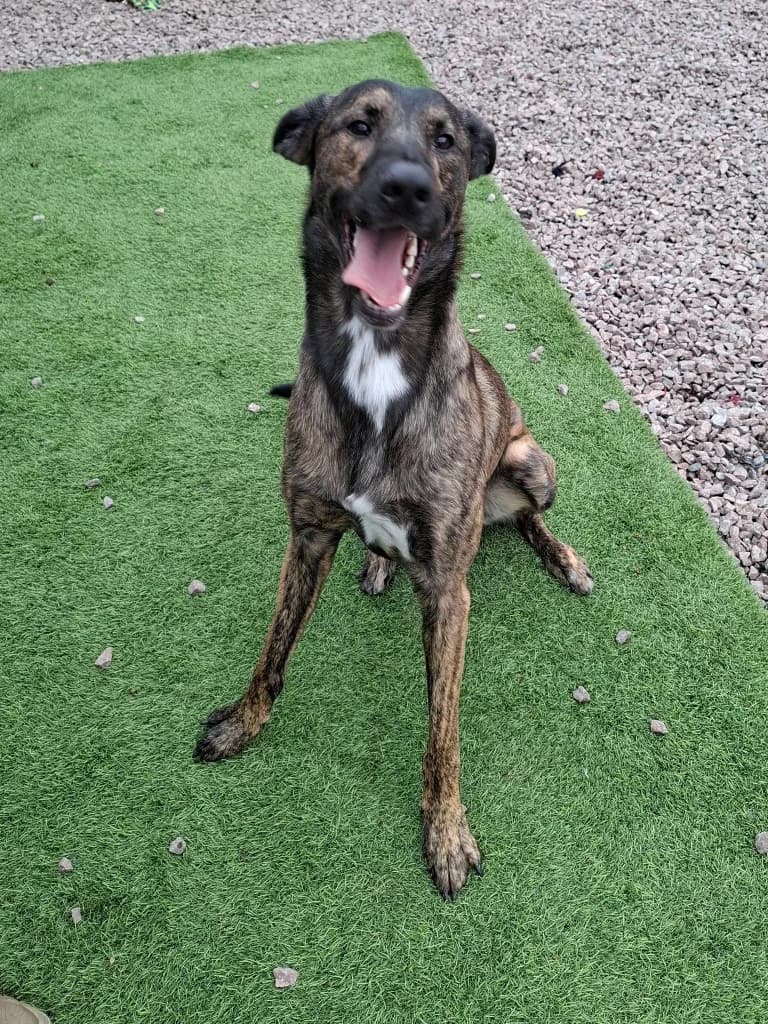 Seb, male 3yo Lurcher for adoption at Keith